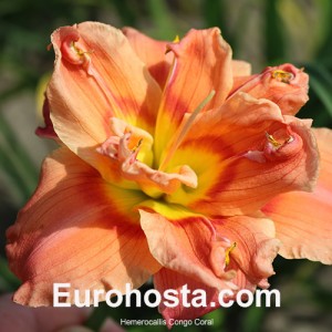 Hemerocallis Congo Coral