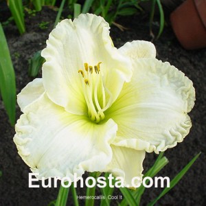 Hemerocallis Cool It - Eurohosta