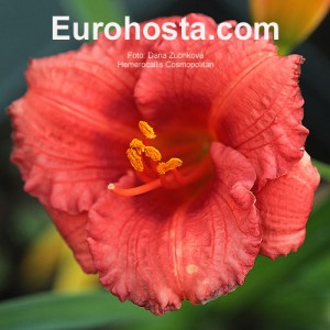 Hemerocallis Cosmopolitan - Eurohosta