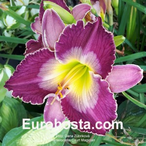 Hemerocallis Court Magician