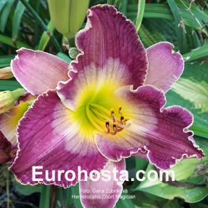 Hemerocallis Court Magician