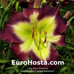 Hemerocallis Cradle of Bethlehem - Eurohosta