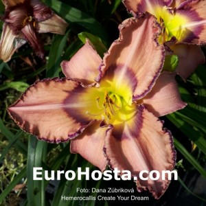 Hemerocallis Create Your Dream