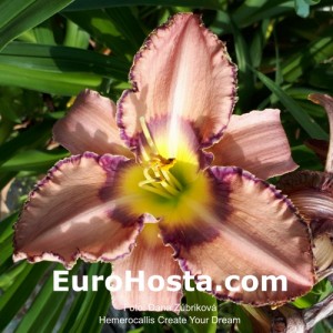 Hemerocallis Create Your Dream