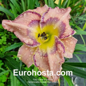 Hemerocallis Create Your Dream