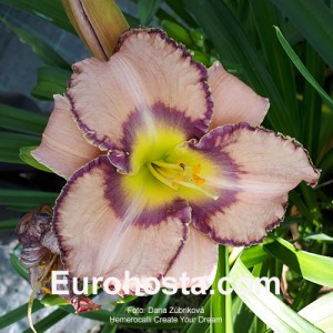 Hemerocallis Create Your Dream