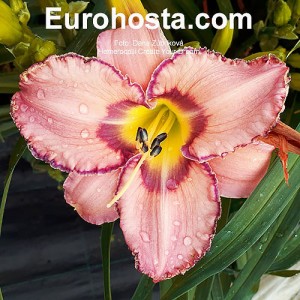 Hemerocallis Create Your Dream