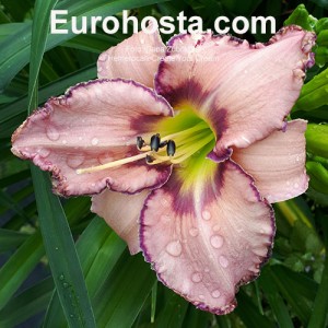 Hemerocallis Create Your Dream