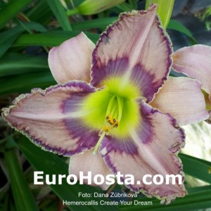 Hemerocallis Create Your Dream