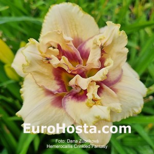 Hemerocallis Crinkled Fantasy
