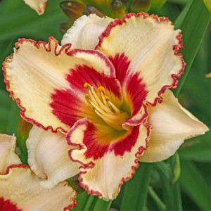 Hemerocallis Cryptic Message 