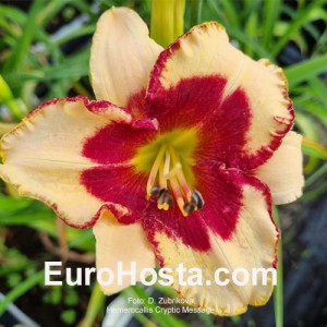 Hemerocallis Cryptic Message 