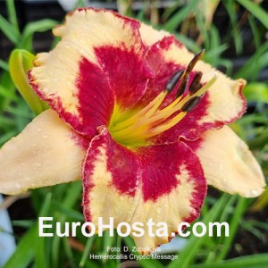 Hemerocallis Cryptic Message 