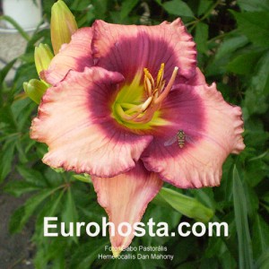 Hemerocallis Dan Mahony - Eurohosta