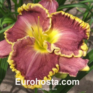 Hemerocallis Daria