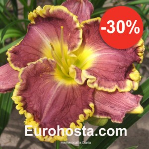 Hemerocallis Daria