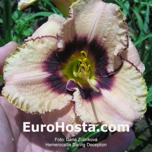 Hemerocallis Daring Deception