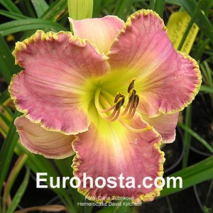 Hemerocallis David Kirchhoff - Eurohosta