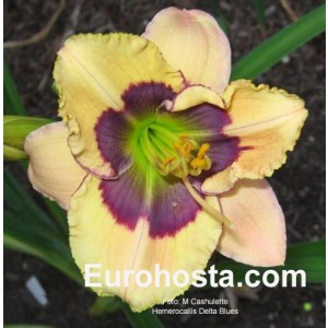 Hemerocallis Delta Blues