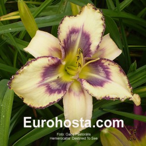 Hemerocallis Destined To See - Eurohosta