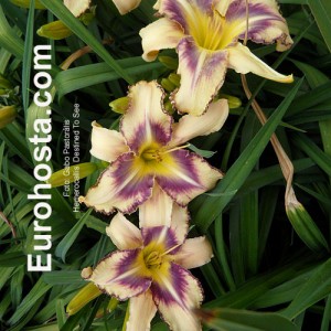 Hemerocallis Destined To See - Eurohosta