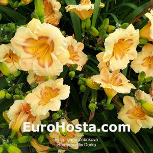 Hemerocallis Dorka