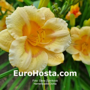 Hemerocallis Dorka