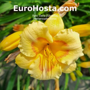 Hemerocallis Dorka