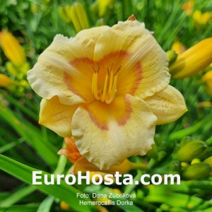 Hemerocallis Dorka