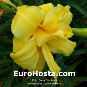 Hemerocallis Double Klondike - Eurohosta