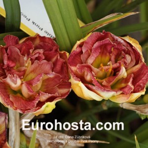 Hemerocallis Double Pink Peony