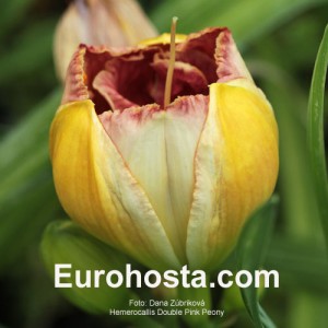 Hemerocallis Double Pink Peony