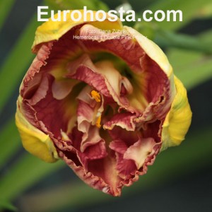 Hemerocallis Double Pink Peony