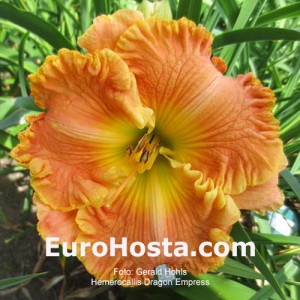 Hemerocallis Dragon Empress