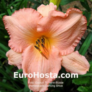 Hemerocallis Dancing Shiva