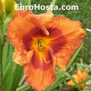 Hemerocallis Duke of Durham