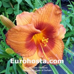 Hemerocallis Duke of Durham