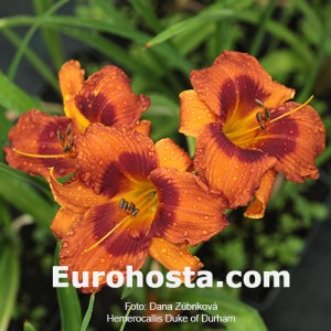 Hemerocallis Duke of Durham