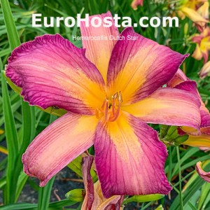 Hemerocallis Dutch Star