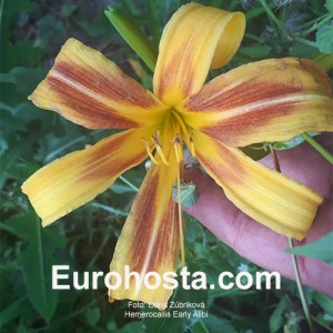 Hemerocallis Early Alibi