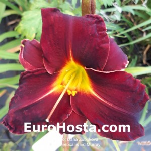 Hemerocallis Ed Murray - Eurohosta