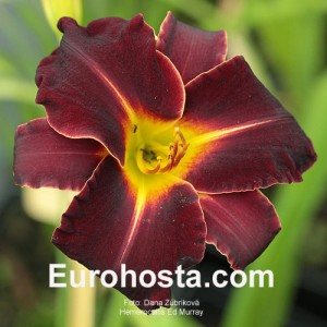 Hemerocallis Ed Murray - Eurohosta