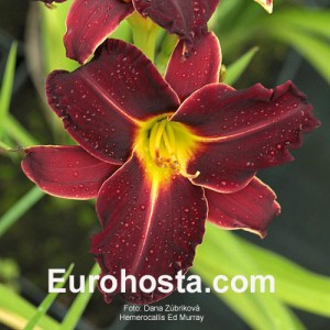 Hemerocallis Ed Murray - Eurohosta