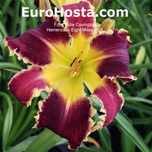 Hemerocallis Eight Miles High - Eurohosta