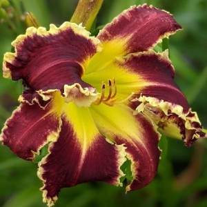 Hemerocallis Eight Miles High - Eurohosta