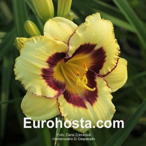 Hemerocallis El Desperado - Eurohosta