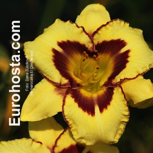 Hemerocallis El Desperado - Eurohosta