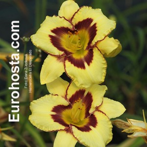 Hemerocallis El Desperado - Eurohosta