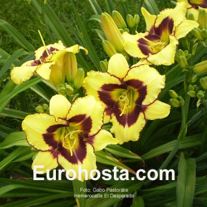 Hemerocallis El Desperado - Eurohosta