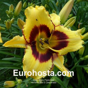 Hemerocallis El Desperado - Eurohosta